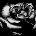 great black rose background