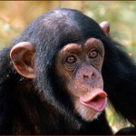 top monkey photo