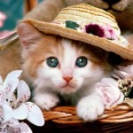 cute picture of cat