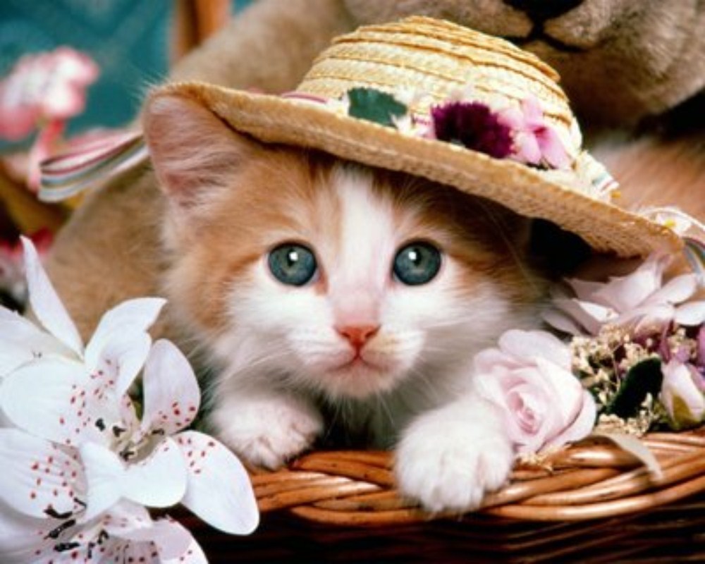 cute picture of cat