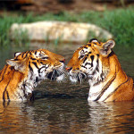 free picture of tigers