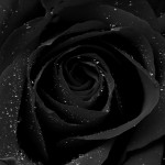 fantastic black rose background