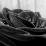 high quality black rose background