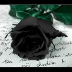 digital black rose background