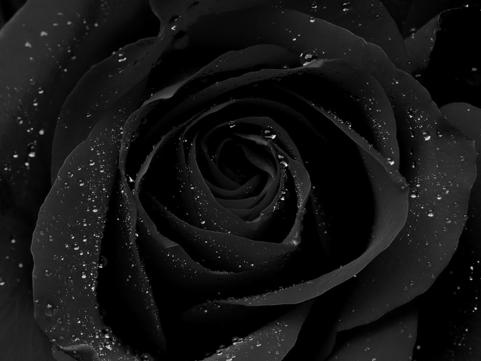 fantastic black rose background