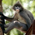 wonderful monkey photo