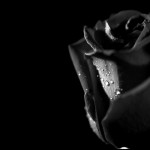 super black rose background