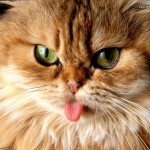 nice funny cat wallpaper