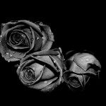 tree black rose background