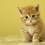 nice funny cat wallpaper