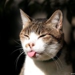 sleep funny cat wallpaper