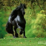 big horses wallpaper