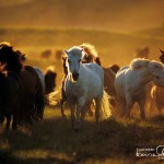 nature horses background