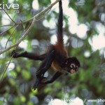 amazing spider monkey picture