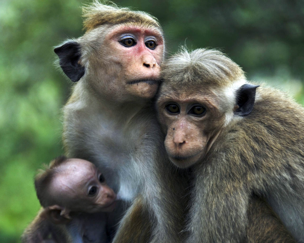 cute monkey photo