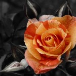 nature free rose wallpaper