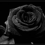 nature black rose background