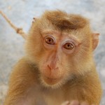 brown monkey photo