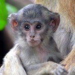 white monkey photo