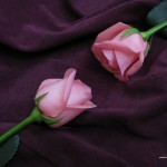 pink free rose wallpaper