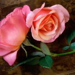 great free rose wallpaper