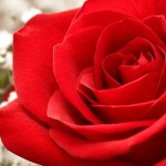 red free rose wallpaper