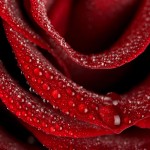 dark red free rose wallpaper
