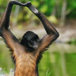 best spider monkey picture