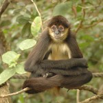 nature spider monkey picture