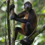 great spider monkey picture