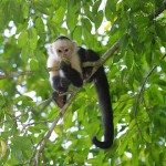 xcitefun spider monkey picture