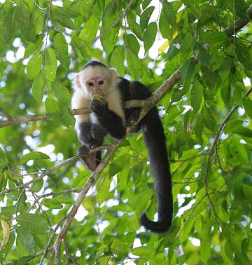 xcitefun spider monkey picture