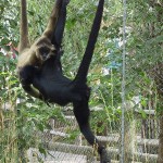 hanging spider monkey picture