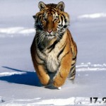 full 3d picture of tigers