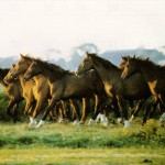 fantasy horses background