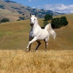 white horses background