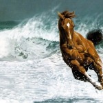 free horses wallpaper