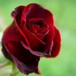beautiful_red_rose-wallpaper-1680x1050