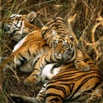 fantastic picture of tigers