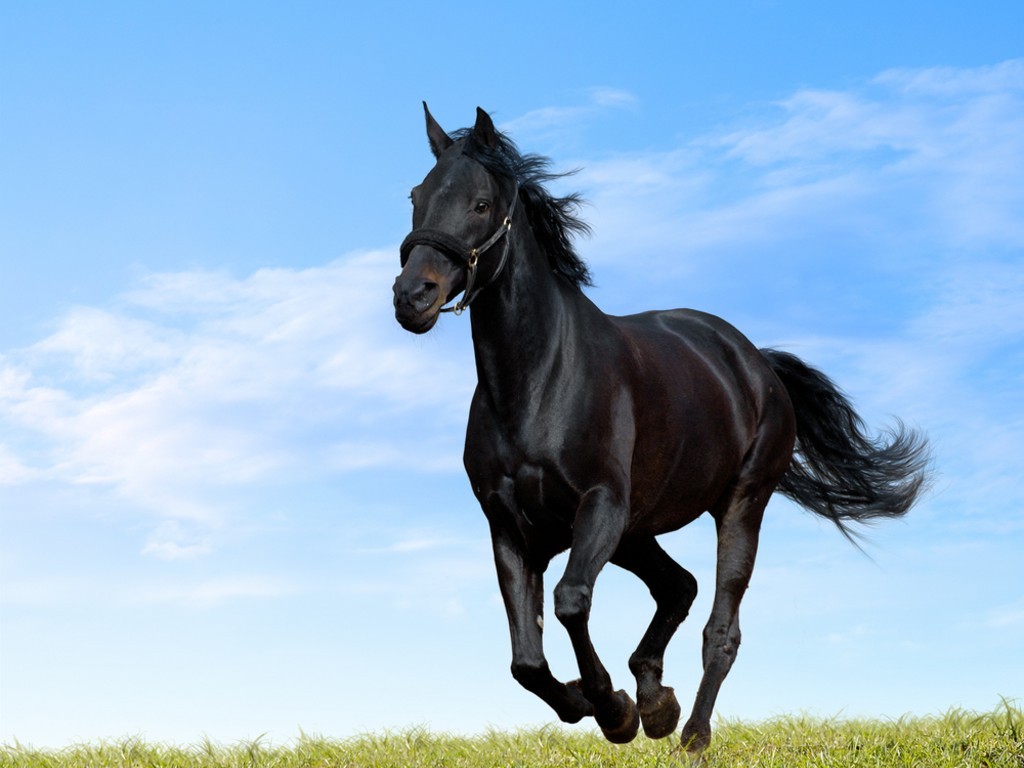 wonderful black horse wallpaper