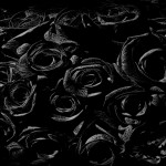 vector black rose background