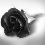 awesome black rose background