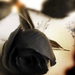 awesome black rose background