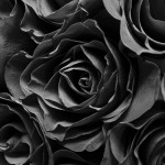 wonderful black rose background