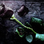 art black rose background