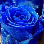 blue-roses-pictures-1