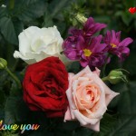 colorful love flower