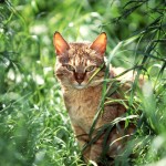 widescreen funny cat wallpaper