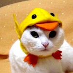 white funny cat wallpaper