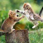 awesome funny cat wallpaper